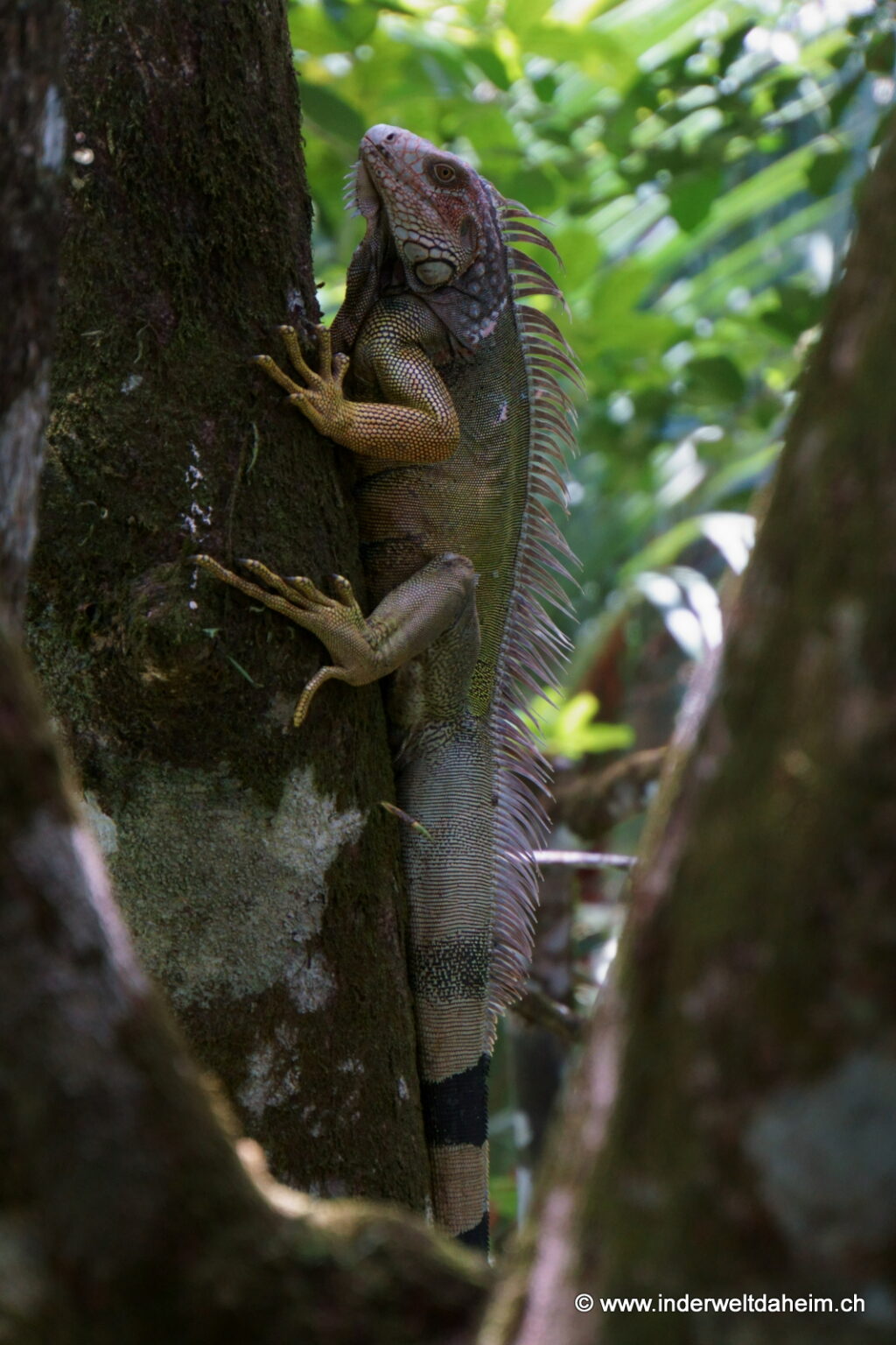 Nordwärts entlang der Pazifikküste… – in der Welt daheim