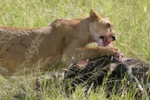 Erinnerungen aus Tansania…