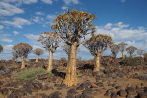 Dekorative Köcherbäume