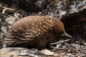 Echidna im Mount Field Nationalpark