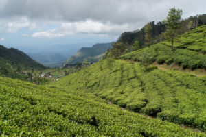 Teegrünes Hochland – in vollen Zügen