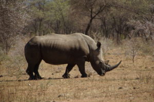 Nashörner im Marakele Nationalpark