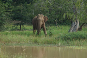 Jeep-Safari im Yala Nationalpark
