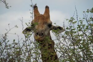 Safari im Krüger Nationalpark