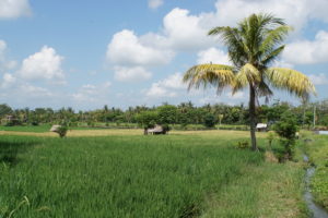 Ubud – inmitten Reisfeldern