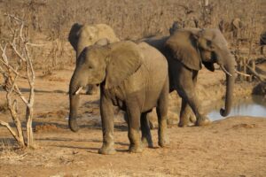 Durch den Krügerpark nach Mosambik