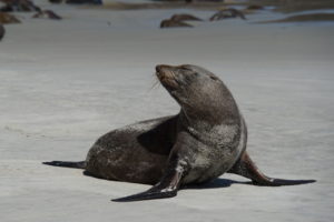 Seelöwen auf der Otago Peninsula
