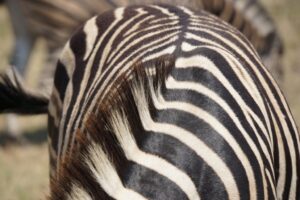 39 Tage Südafrika & Mosambik