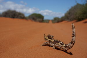 Dornteufel der Peron Peninsula