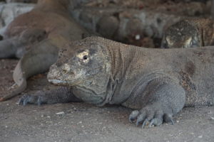 Giganten des Komodo Nationalparks