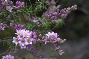 Wildblumenpracht der Westküste