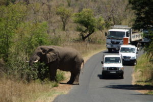 Strassenblockaden im Hluhluwe Game Reserve