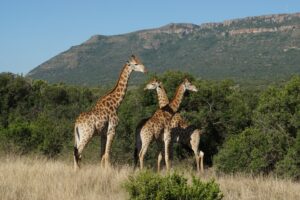 Zurück im tierischen Südafrika