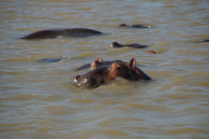 Hippo-Grunzen in St. Lucia