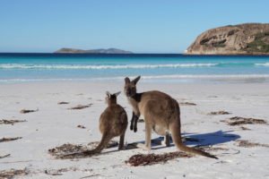 Esperance – Kängurus am Strand