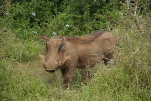 Keine Rüsseltiere im Addo Elephant Nationalpark?