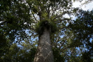 Kauris – uralte Baumriesen