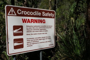 Krokodile im Mary River