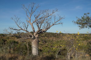 Boabs – Wegweiser in die Kimberley