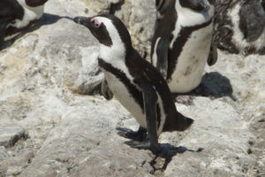 Schlotternde Pinguine auf der Kap-Halbinsel
