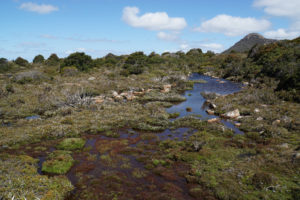 „Nadelkissen“ in den Hartz Mountains