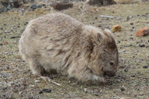 Wombats auf Maria Island