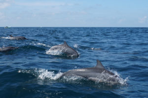 Tierischer Nordwesten