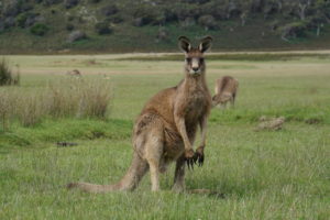 Kängurus im Inselnorden