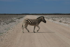 Zebrastreifen im Etosha Nationalpark