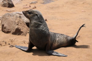 Robbenduft an der Skelettküste