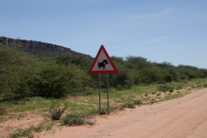 Schweinischer Besuch am Waterberg
