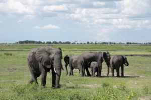 Elefantenspektakel im Chobe Nationalpark