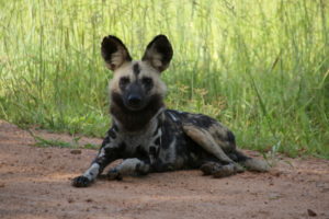 Wildhunde im South Luangwa Nationalpark