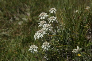 Edelweisse am Song-Köl